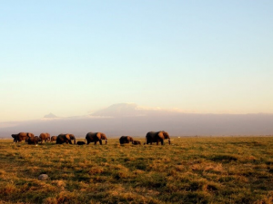 東非肯亞遊記(上)|與野生動物的第一次近距離接觸