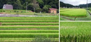門外漢的越後妻有大地藝術祭旅遊-大地、藝術隨想九招